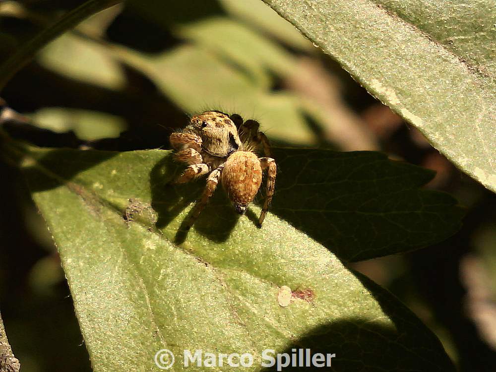 Carrhotus xanthogramma